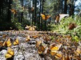 An image of monarch butterflies at their wintering home in Mexico.