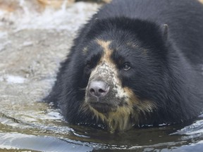 FILE - This 2021 photo provided by the St. Louis Zoo shows the zoo's Andean bear named Ben. The St. Louis Zoo announced Tuesday, March 21, 2023, that the escape-artist bear from Missouri is headed to a Texas zoo with a moat in hopes it will put an end to his wandering.