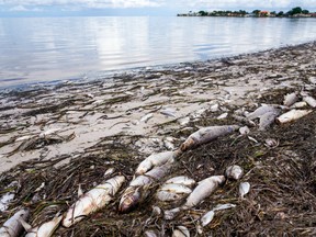 FILE PHOTO - In 2021 dead fish pile up on the beach in St. Petersbugh, Florida, with toxic red tide suspected of the fish kills. A new flare up of red tide has hit beaches along Florida's southwest coast.