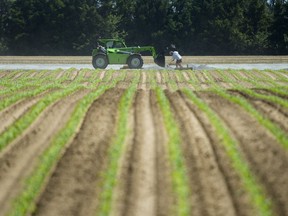 A study by Dalhousie University says temporary foreign workers who came to Canada during the COVID-19 pandemic to fill roles in the seafood and agriculture sectors endured low pay, long hours, overcrowded housing and limited access to health care. Workers do maintenance at an asparagus farming facility near Vittoria, Ont., in Norfolk County, on Wednesday, June 3, 2020.