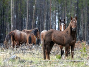 File photo of wild horses in B.C.'s Chilcotin region.
