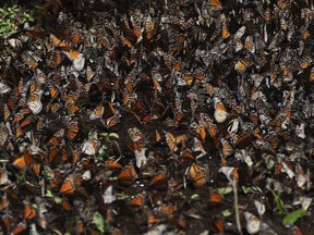 FILE - Monarch butterflies gather on a shrub at Piedra Herrada sanctuary in the mountains near Valle de Bravo, Mexico, Wednesday, Jan. 4, 2023. In the annual monarch population report released on Tuesday, March 21, the number of monarch butterflies wintering in the mountains of central Mexico dropped by 22%, and the number of trees lost in their favored wintering ground more than tripled compared to last year.