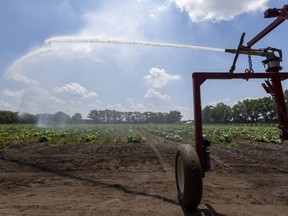 Twenty acres of squash get a taste of fresh water near Komoka on Tuesday July 7, 2020 from a large field irrigation system.