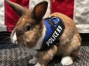 Yuba City Police Department's wellness officer, Percy the rabbit was rescued in 2022, in Yuba City, Calif.