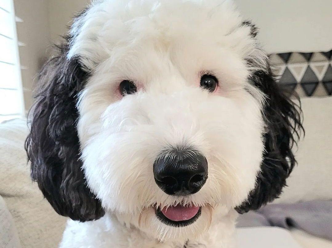 Snoopy's real-life twin might actually be Bayley the mini sheepdog ...