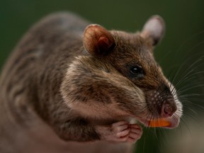 Runa, an African giant pouched rat, eats a treat of squash after locating a pouch of chamomile tea during a presentation at the San Diego Zoo.