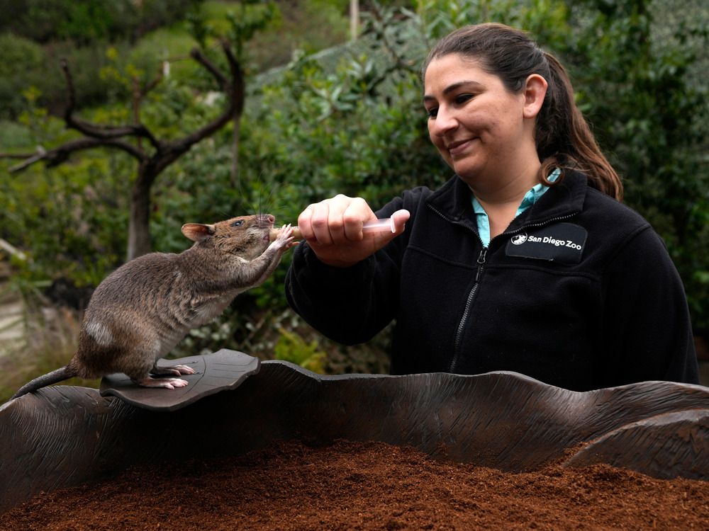 Hero rats' and rodent ambassadors counter bad press out of New