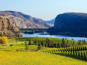 For many in Alberta, where winters are harsh, the talk often drifts west to British Columbia, where the ocean and wine country beckon. Areas of the Blue Mountain Vineyard are popular with Alberta folk looking to get away.