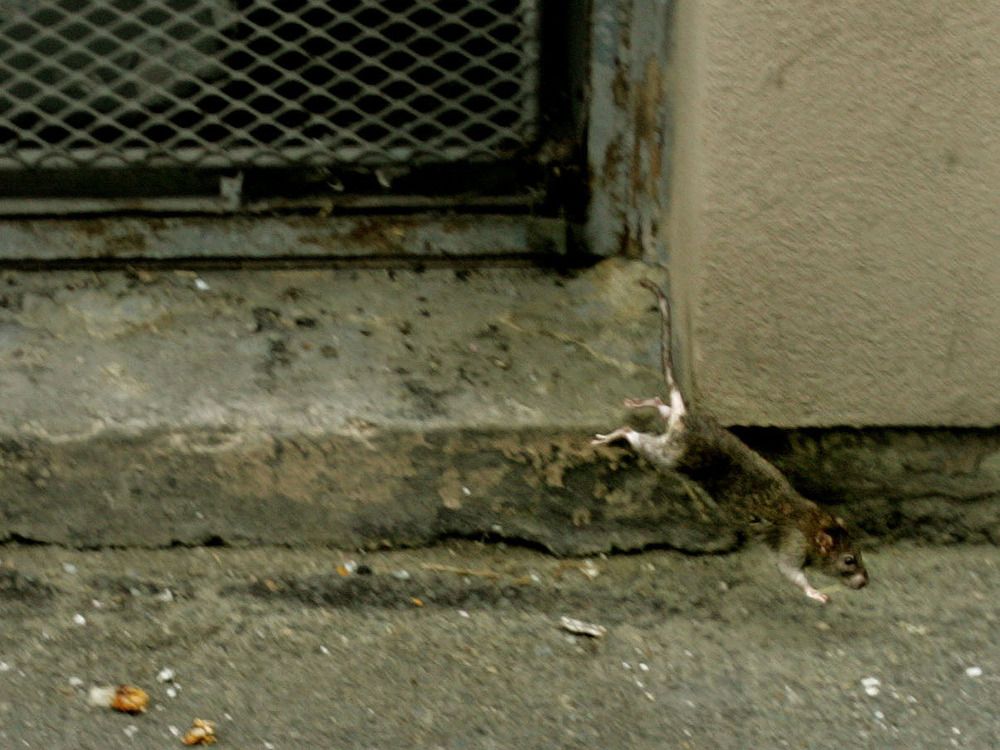 Le District de North Vancouver votera sur l'interdiction de la mort-aux-rats