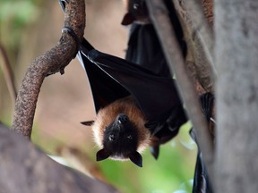 A bat clings onto the lower limbs of a Banyan tree in Ahmedabad.