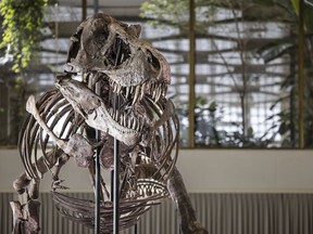 A view of the skeleton of a Tyrannosaurus rex named Trinity, during a preview by auction house Koller at the Tonhalle Zurich concert hall, on Wednesday, March 29, 2023 in Zurich, Switzerland.