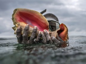 Henry Carey holds up shells while diving for conch off the coast of McLean's Town, Grand Bahama Island, Bahamas, Monday, Dec. 5, 2022. Queen conch, the key food species, is a marine snail that reaches up to a foot in length and can live for 30 years.