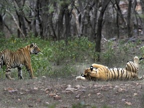 FILE - Tigers are visible at the Ranthambore National Park in Sawai Madhopur, India on April 12, 2015. India will celebrate 50 years of tiger conservation on April 9, 2023, with Modi set to announce tiger population numbers at an event in Mysuru in Karnataka.