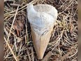 A megalodon tooth found along the Nechako River near Prince George, B.C.