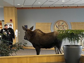 In this Thursday, April 6, 2023, image provided by Providence Alaska, a moose stands inside a Providence Alaska Health Park medical building in Anchorage.