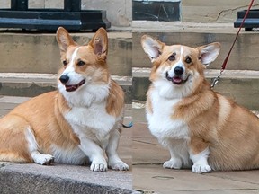 FILE: Members of the Royal Household stand with the Queen's royal Corgis, Muick and Sandy as they await the wait for the funeral cortege on September 19, 2022 in Windsor, England.