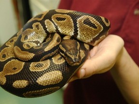 An animal handler at a pet store in Clifton, N.J., holds a pet Burmese Python in a Dec. 13, 2004 file photo. An employee at the Edmonton zoo was taken to hospital Tuesday morning after she was bitten by a Burmese Python.