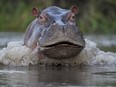 FILE - A hippo swims in the Magdalena river in Puerto Triunfo, Colombia, Feb. 16, 2022.