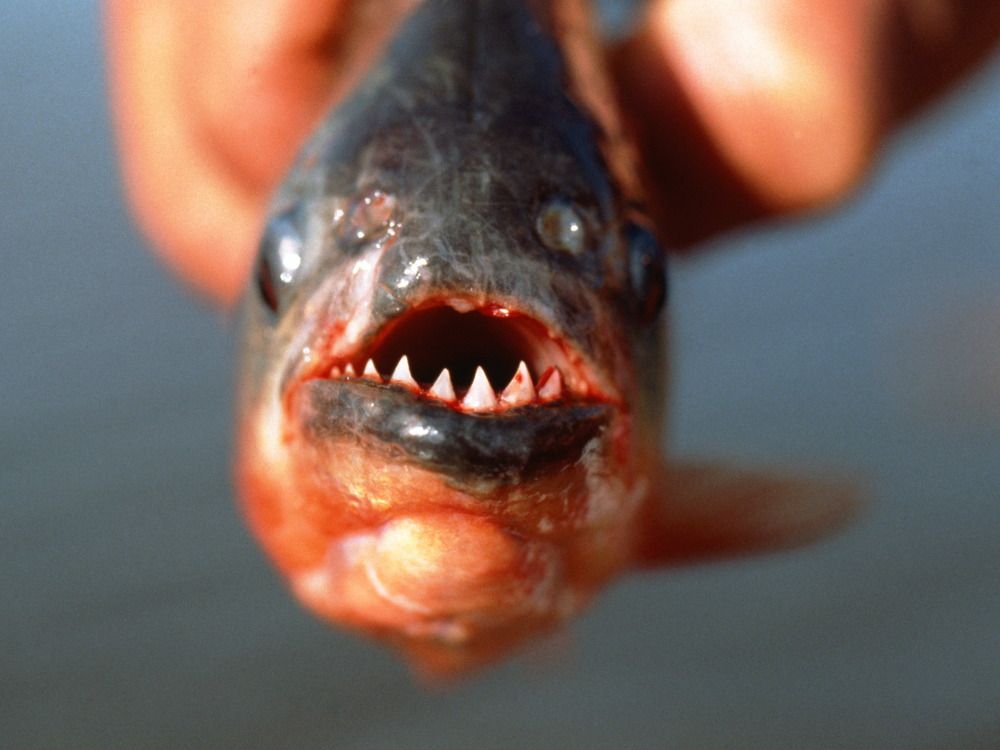 real piranha fish attack