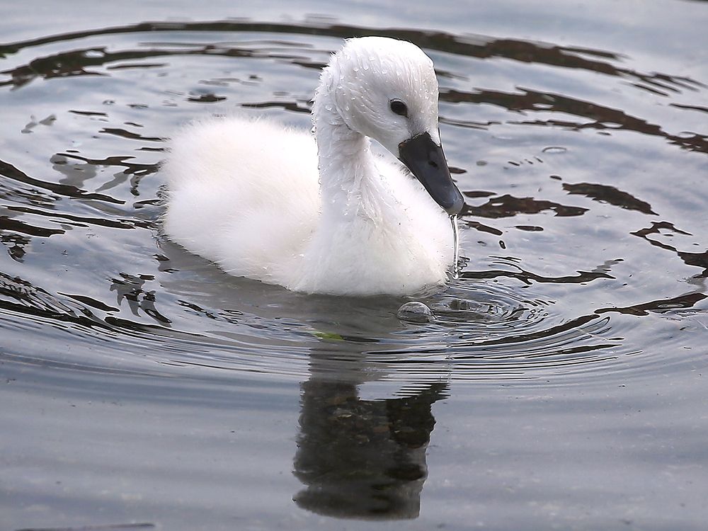 Beloved baby swans rescued but mother eaten, police say | National