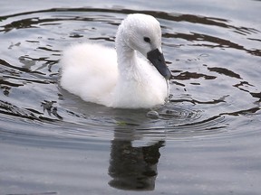 Baby swan