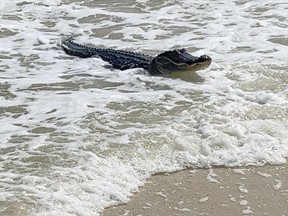 An alligator swims up to the beach on Dauphin Island, near Mobile, Ala., Sunday, May 7, 2023.