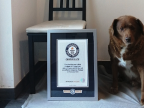 This image provided by Guinness World Records shows Bobi. Guinness World Records says the world’s oldest dog recently celebrated his 31st birthday. Bobi’s owner says a party was held Saturday, May 13, 2023 for the purebred Rafeiro do Alentejo, a breed of Portuguese dog.