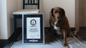 This image provided by Guinness World Records shows Bobi. Guinness World Records says the world’s oldest dog recently celebrated his 31st birthday. Bobi’s owner says a party was held Saturday, May 13, 2023 for the purebred Rafeiro do Alentejo, a breed of Portuguese dog. 