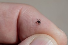 A tick on a person's hand.