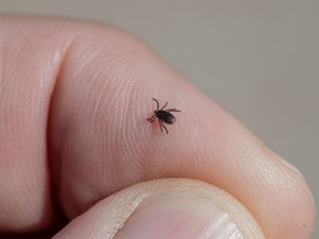 A tick on a person's hand.