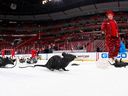 The ice crew collects hundreds of plastic rats after the Florida Panthers defeated the New Jersey Devils in Game Two of the Eastern Conference Quarterfinals during the 2012 NHL Stanley Cup Playoffs at the BankAtlantic Center on April 15, 2012 in Sunrise, Florida.