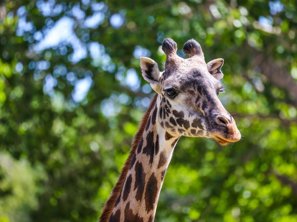 Giraffe dies in 'tragic accident' at Calgary Zoo | National Post