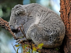 An Australian koala rests on a branch at Sydney Wildlife World on September 11, 2009 which features Australian flora and fauna set amongst natural habitats and eco-systems.