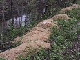 Hundreds of kilograms of pasta that was dumped near a stream in Old Bridge, N.J., on Friday, April 28, 2023.