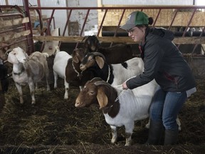 Farmer Myriam Landry checks on her animals at her goat farm, Tuesday, May 2, 2023, in St-Esprit, Que.