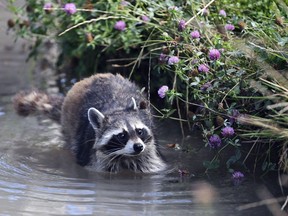 A file photo of a racoon