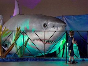 A shark display in Florida