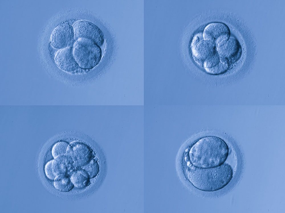 Model human embryo with beating heart developed without sperm or egg ...