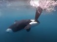 An orca bumps into a sailboat