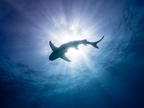 Shark from Netflix doc Our Planet II