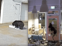 Security cameras caught a Connecticut bear and a Vancouver man in the act of cupcake thievery.