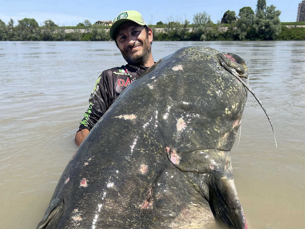 Angler catches massive 9-foot catfish in Italy