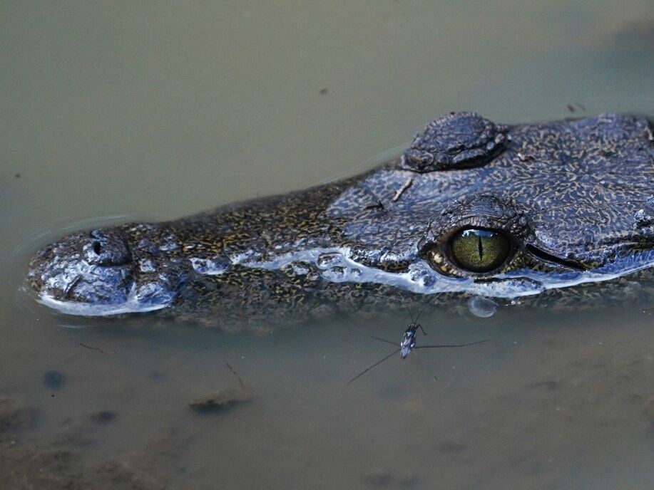 First 'virgin birth' in crocodiles has been recorded. What does it
have to do with dinosaurs?
