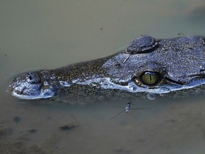 Crocodile