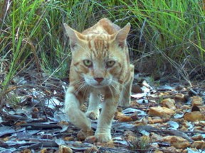 Photo of a feral cat