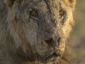 lion in Kenya