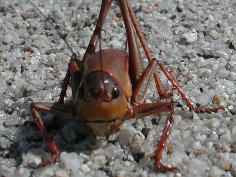 Residents fight back as bloodred crickets invade Nevada town