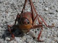 Mormon Cricket