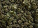 Harvested cannabis on display on June 26, 2018 in Fenwick, Ontario.