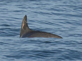 In this photo courtesy of the Sea Shepherd Conservation Society, a vaquita marina swims in the Biosphere Reserve of the Upper Gulf of California and Colorado River Delta, in the Sea of Cortez, Mexico, May 20, 2023. Experts on the expedition estimate they saw between 10 and 13 of the porpoises during nearly two weeks of sailing in May 2023 in the Gulf of California. (Sea Shepherd Conservation Society via AP)